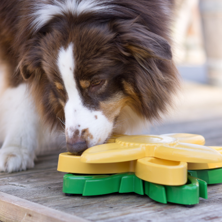 Gamelle croquette barf interactive Tournesol jeu occupation jouet pour chiens Zippypaws