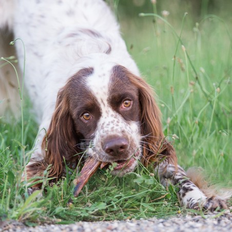 Ailes de dinde - friandise de mastication naturelle occupation pour chiens