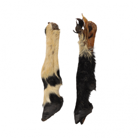 Pieds de mouton avec poils - friandise de mastication pour chiens